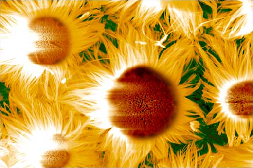 Silicon Oxide Sunflowers