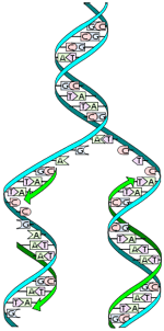 DNA