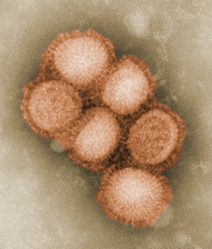 CDC-11214-swine-flu