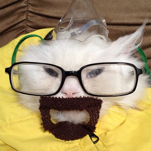 breaking-bad-cat-1