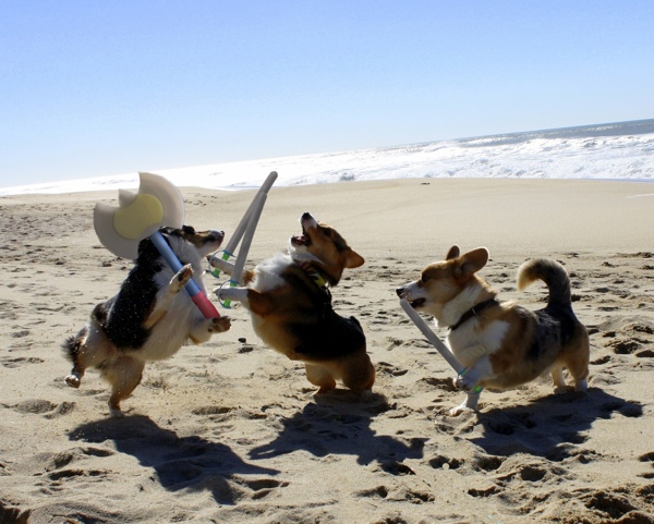 corgi-larp