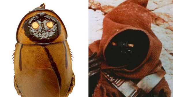 Jawa cockroach