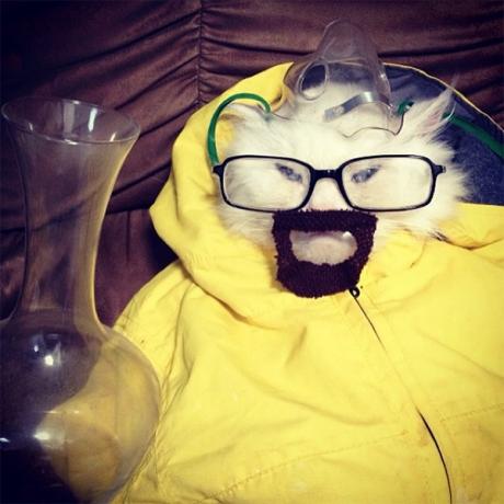 breaking-bad-cat