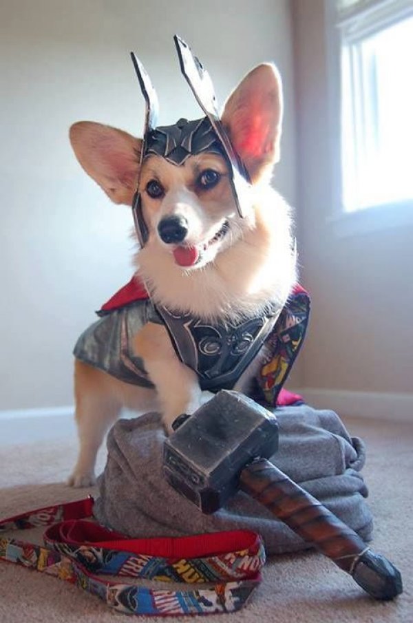 thorgi