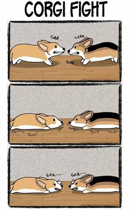 Corgi Fight