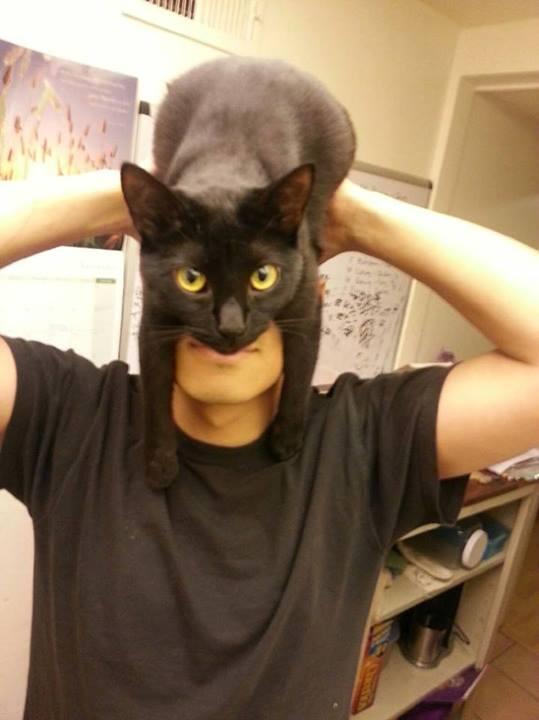 catman