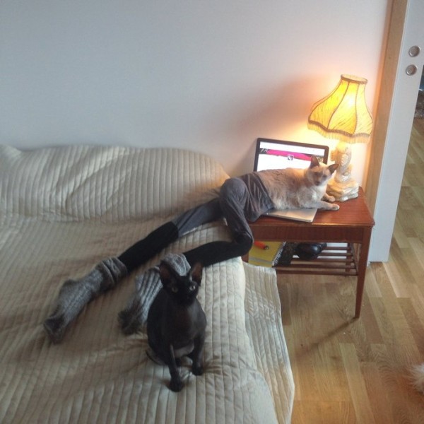 cats wearing tights 2