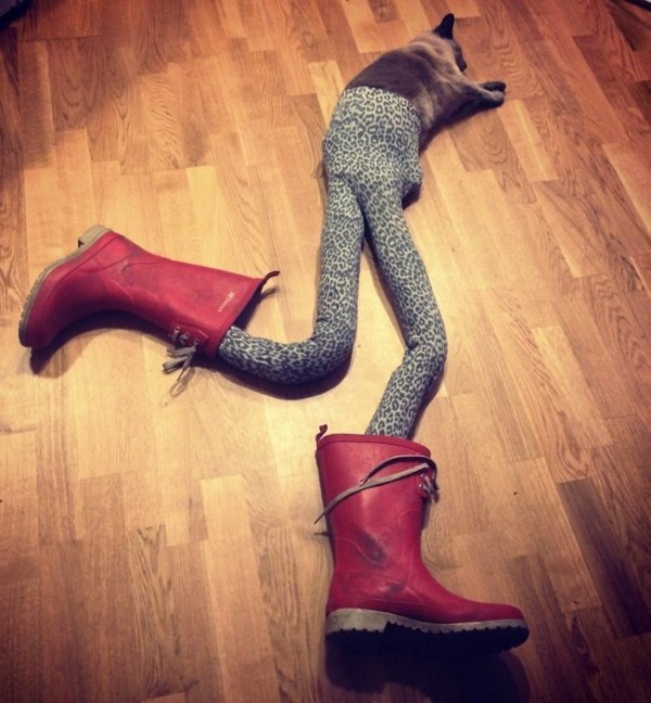 cats wearing tights 3