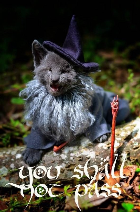 Gandalf kitteh 1