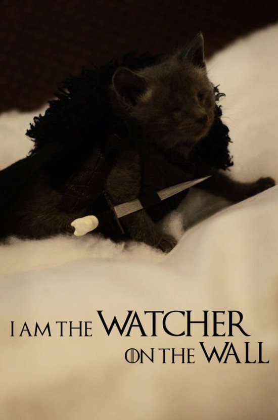 Jon Snow kitteh 1