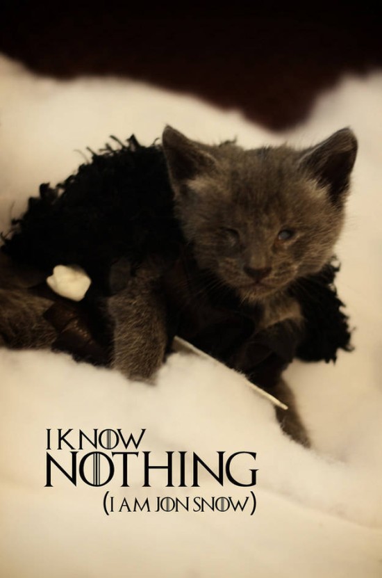 Jon Snow kitteh 2