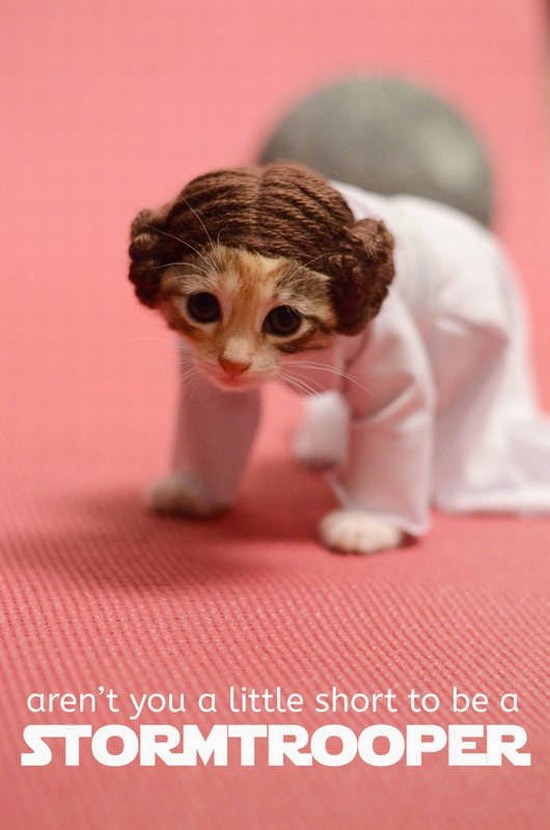 leia kitten 1