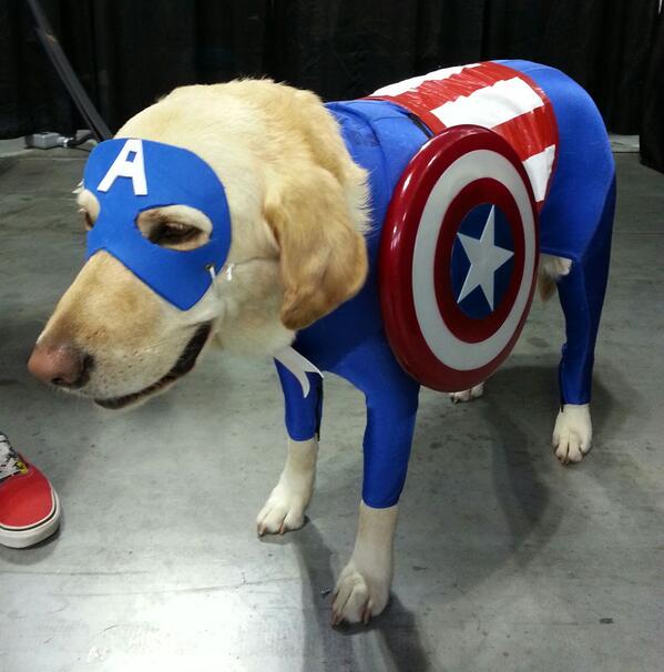 Capt America doggie