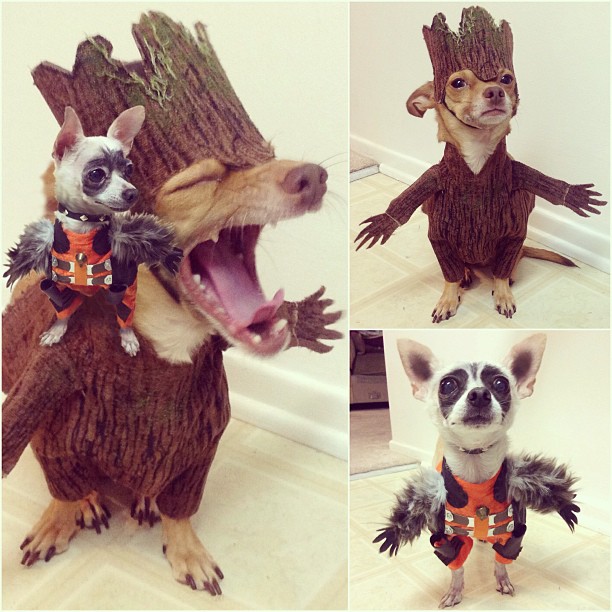 rac-groot