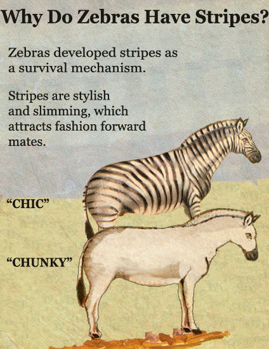 zebra