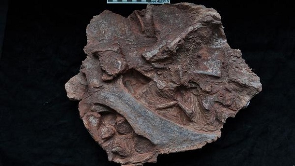 Skull palate of the Metoposaurus algarvensis unearthed in Portugal.