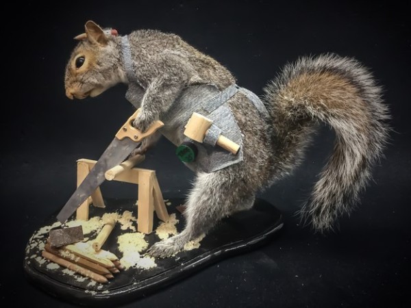 squirrels6