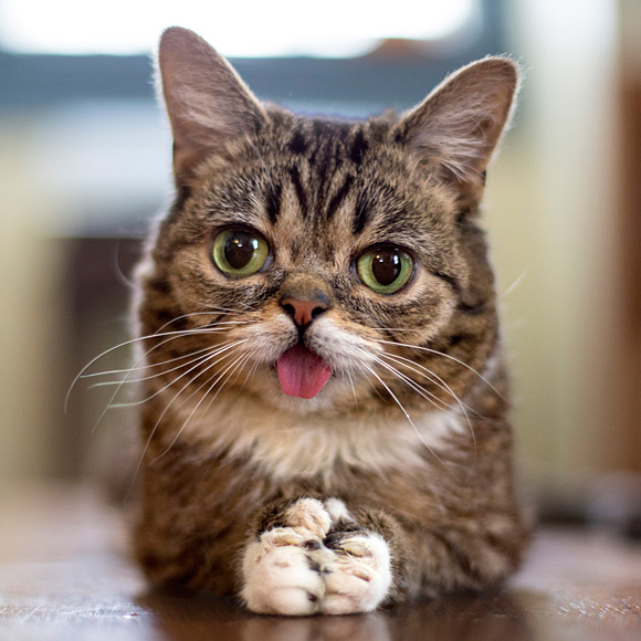 Li'l Bub will be there!