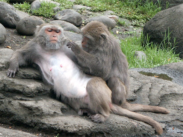 "Formosan macaque". Licensed under CC BY-SA 2.0 via Wikimedia Commons - https://commons.wikimedia.org/wiki/File:Formosan_macaque.jpg#/media/File:Formosan_macaque.jpg