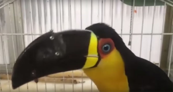 toucan