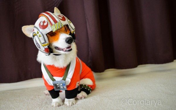 corgi1