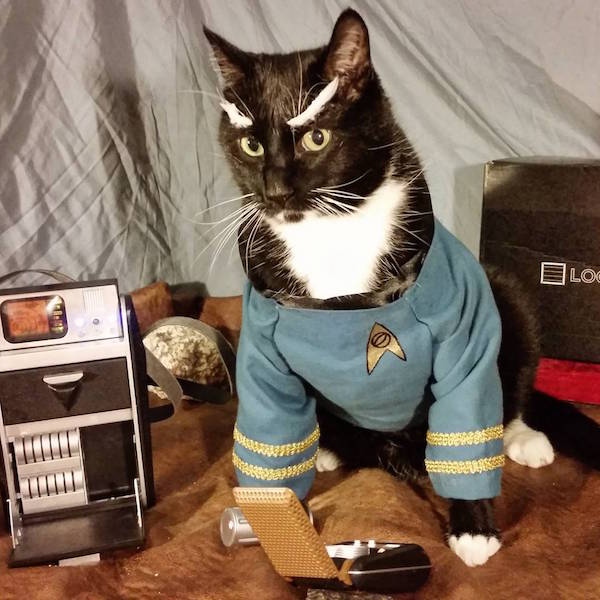 spock-cat