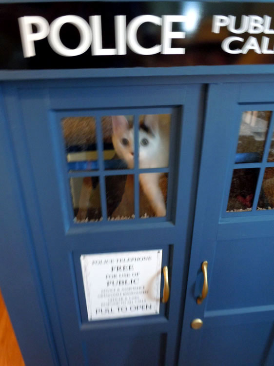 tardis-cat2