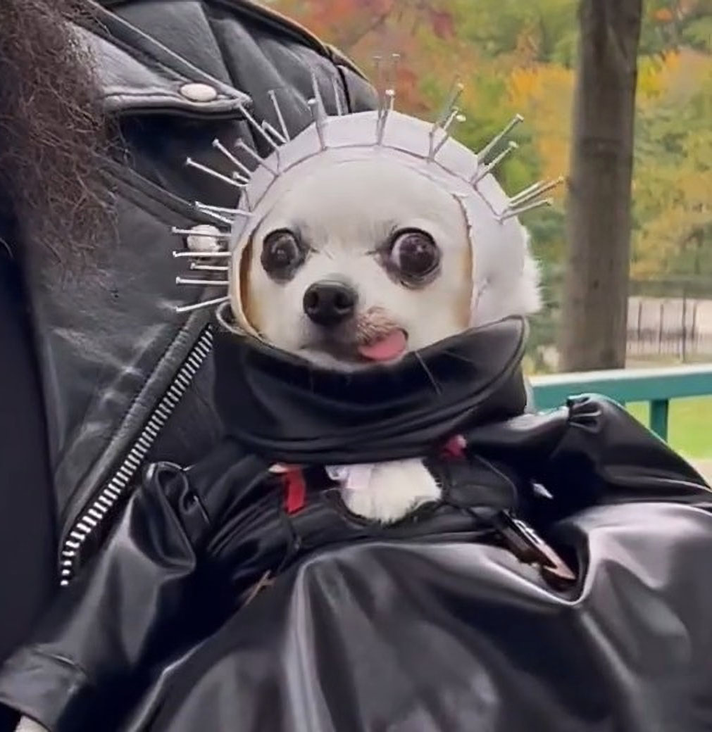 Pinhead Dog Costume