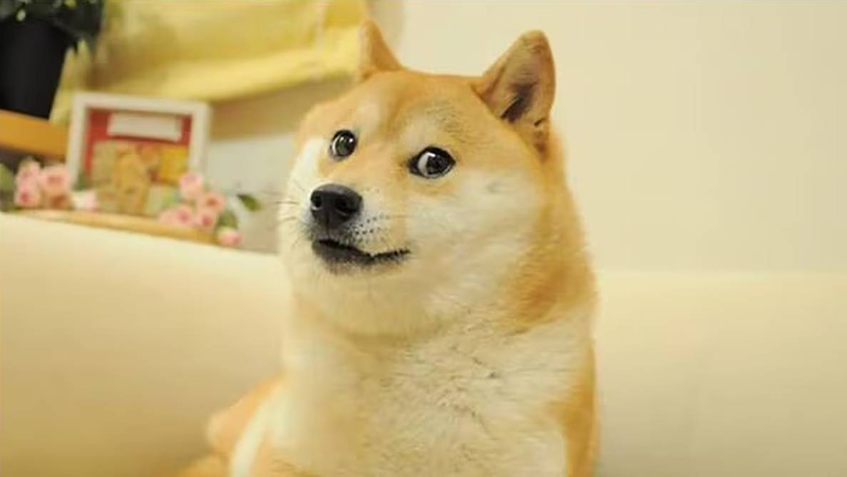 Doge Meme