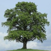 A lush oak tree against a blue sky