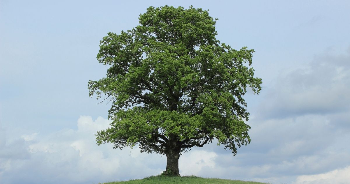 A lush oak tree against a blue sky