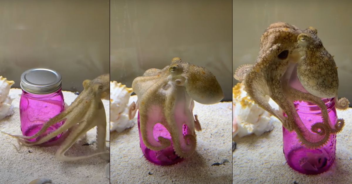 Octopus Opening a Jar