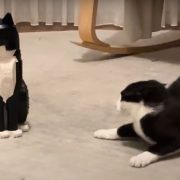 Real Cat vs. Lego Cat