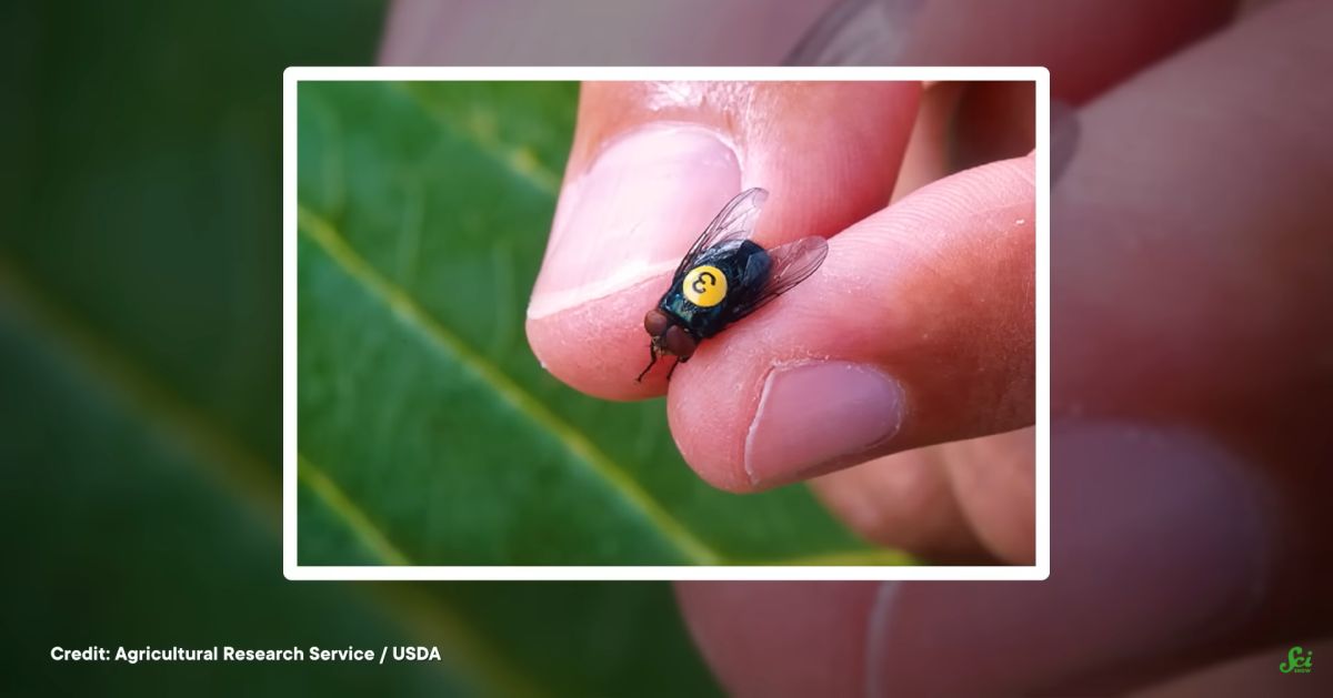 Screwworm Fly