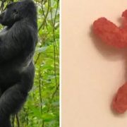 Harambe Cheeto