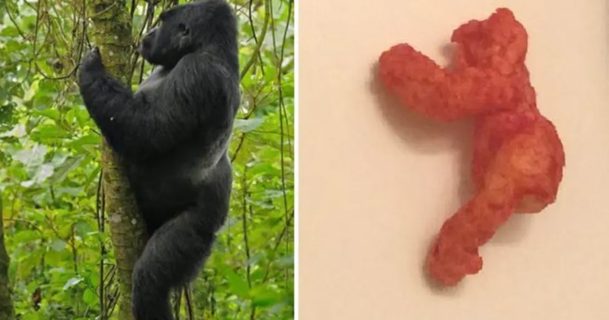 Harambe Cheeto